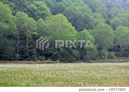 [長野]滋賀高原高原野原濕地白ama細草 29573985