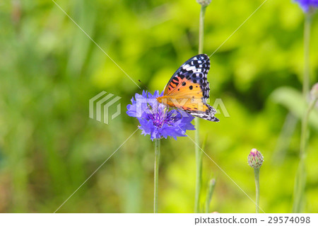 Beef swallowtion of honey 29574098