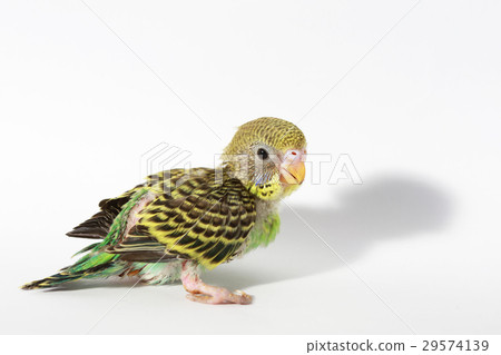 cute Baby bird in white background 29574139