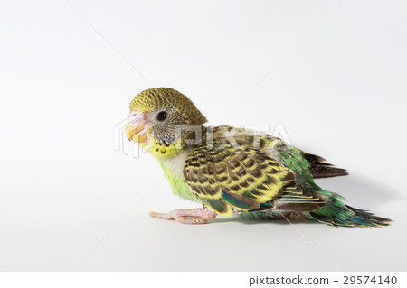 cute Baby bird in white background 29574140