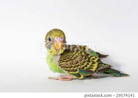 cute Baby bird in white background cute Baby bird in white background 29574141