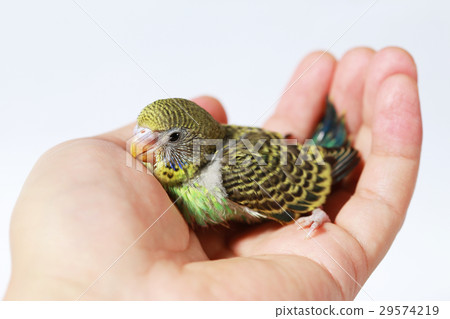 cute Baby bird in hand on white background cute Baby bird in hand on white background 29574219
