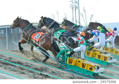 Banged賽馬 29575006