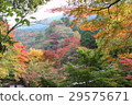 秋天的樹葉 秋天的樹葉 29575671