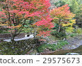 秋天的樹葉 秋天的樹葉 29575673