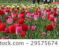 鬱金香 鬱金香 29575674