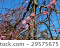 梅花 梅花 29575675