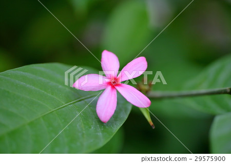 Copus·Fruticosa Copus·Fruticosa 29575900