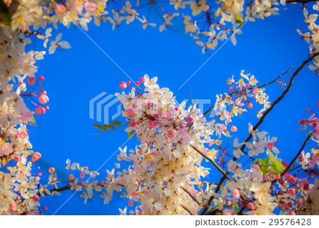 Pink cassia flowers Pink cassia flowers 29576428