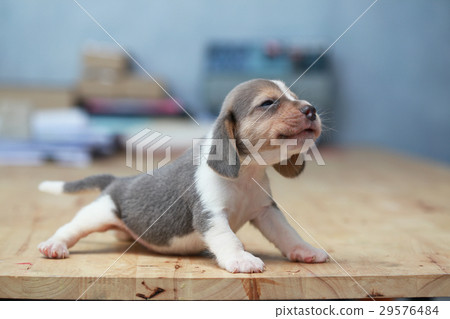2 month strong beagle puppy in action 29576484