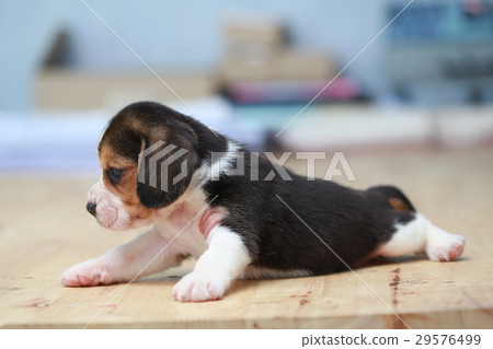 2 month strong beagle puppy in action 2 month strong beagle puppy in action 29576499