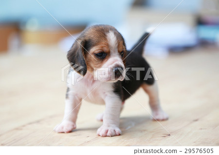 2 month strong beagle puppy in action 2 month strong beagle puppy in action 29576505