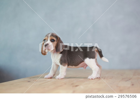 2 month strong beagle puppy in action 2 month strong beagle puppy in action 29576506