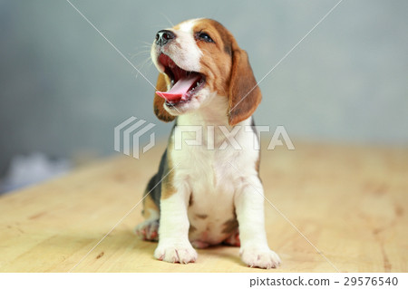 2 month strong beagle puppy in action 2 month strong beagle puppy in action 29576540