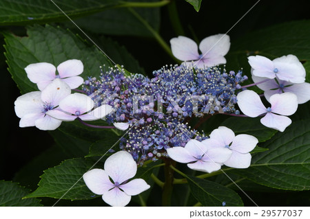 A hydrangea a12 wetted by morning dew 29577037