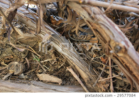 Spring vine roots 19625 29577084