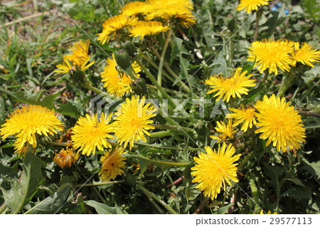 Dandelion flowers field 19788 Dandelion flowers field 19788 29577113