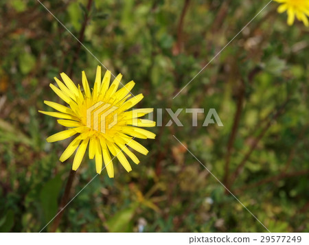 蒲公英開始開花 29577249