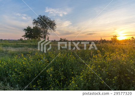 Sunset landscape with tree and small flowers Sunset landscape with tree and small flowers 29577320