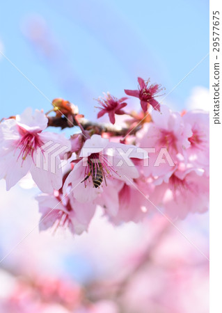 Sakura cherry tree bee cherry blossoms petal spring spring bloom Sakura cherry tree bee cherry blossoms petal spring spring bloom 29577675