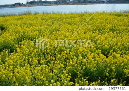 Rape blossoms in Teganuma 29577861