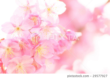 Hisakura Hisakura 29577927