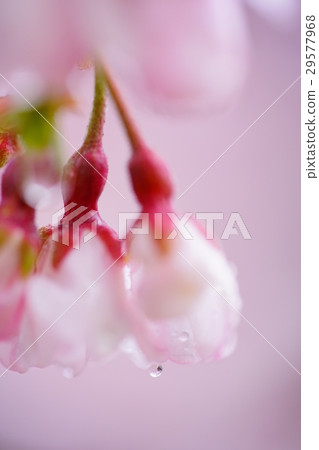 櫻花 櫻花 29577968