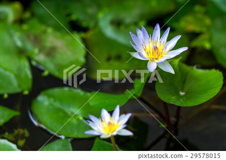 Lotus flower and Lotus flower plants 29578015