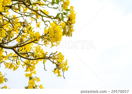 Tabebuia aurea flower background, Thailand. Tabebuia aurea flower background, Thailand. 29578057
