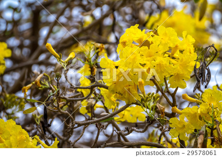 Tabebuia aurea flower background, Thailand. Tabebuia aurea flower background, Thailand. 29578061