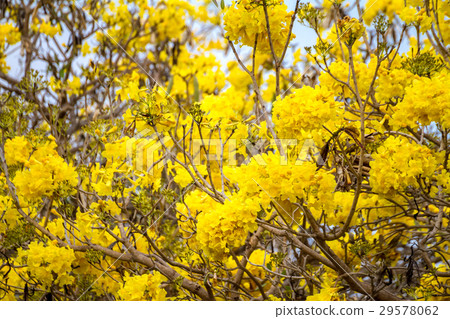 Tabebuia aurea flower background, Thailand. Tabebuia aurea flower background, Thailand. 29578062
