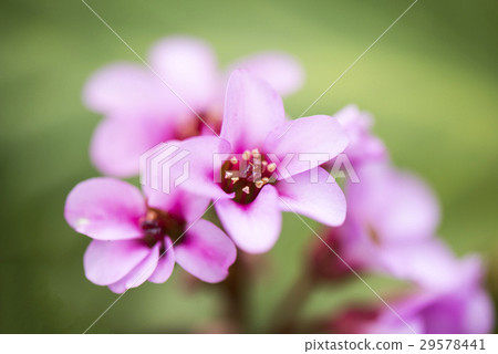 喜馬拉雅山Yukinoshita 29578441