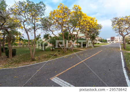 Road in full of yellow flowers spring forest 29578642
