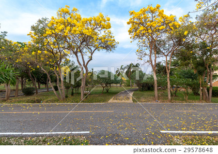 Road in full of yellow flowers spring forest 29578648