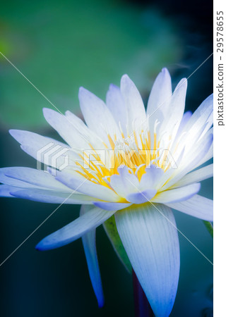 Tropical water lily (water lily) Tropical water lily (water lily) 29578655