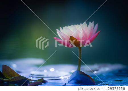 Tropical water lily (water lily) 29578656