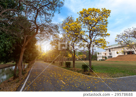 Road in full of yellow flowers spring forest 29578688