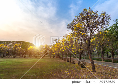 Road in full of yellow flowers spring forest 29578689