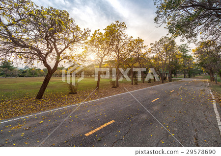 Road in full of yellow flowers spring forest 29578690