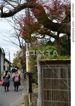 鎌倉 鄉間小路 楓紅 29578849