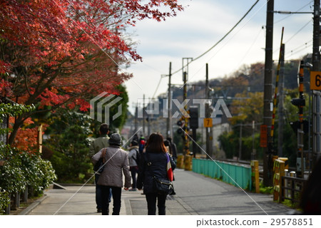 Kamakura Maple Red Railway 29578851
