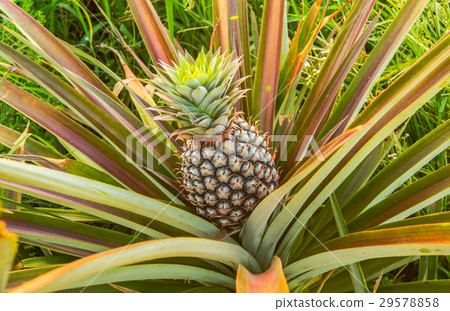 Pineapple farm9 Pineapple farm9 29578858