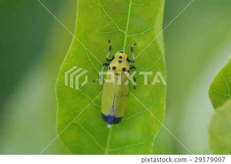 Banana worm 29579007