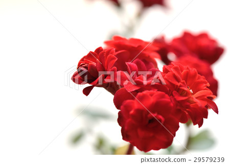 長壽花 紅花 29579239
