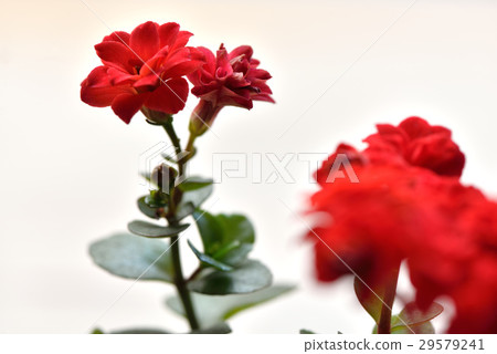 長壽花 紅花 29579241