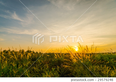 Evening Meadow8 Evening Meadow8 29579246