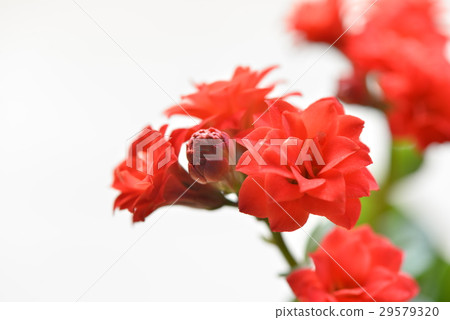 Longevity flower 29579320