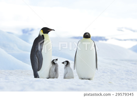 Emperor Penguins with chick Emperor Penguins with chick 29579345