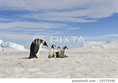 Emperor Penguins with chick Emperor Penguins with chick 29579346