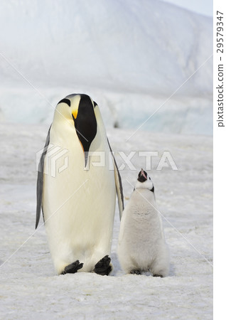 Emperor Penguin with chick Emperor Penguin with chick 29579347